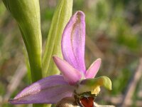 Ophrys holosericea ssp apulica 15, Saxifraga-Rien Schot