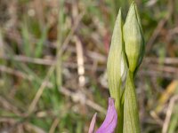 Ophrys holosericea ssp apulica 16, Saxifraga-Rien Schot