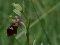 Ophrys holosericea ssp elatior 22, Saxifraga-Willem van Kruijsbergen