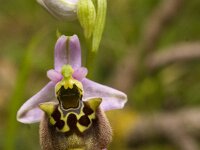 Ophrys holosericea ssp episcopalis 26, Saxifraga-Rien Schot