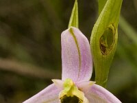 Ophrys holosericea ssp episcopalis 27, Saxifraga-Rien Schot