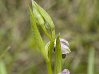 Ophrys holosericea ssp holosericea 29, Saxifraga-Marijke Verhagen