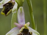 Ophrys holosericea ssp holosericea 31, Saxifraga-Marijke Verhagen