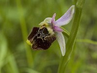 Ophrys holosericea ssp holosericea 32, Saxifraga-Marijke Verhagen