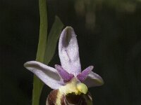 Ophrys holosericea ssp holosericea 33, Saxifraga-Marijke Verhagen