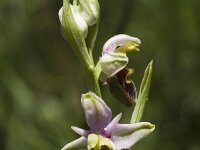 Ophrys holosericea ssp holosericea 34, Saxifraga-Marijke Verhagen