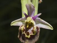 Ophrys holosericea ssp holosericea 35, Saxifraga-Marijke Verhagen