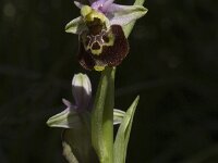 Ophrys holosericea ssp holosericea 36, Saxifraga-Marijke Verhagen