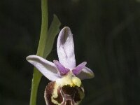 Ophrys holosericea ssp holosericea 37, Saxifraga-Marijke Verhagen