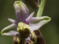 Ophrys holosericea ssp holosericea 38, Saxifraga-Marijke Verhagen