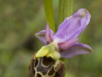 Ophrys holosericea ssp holosericea 39, Saxifraga-Marijke Verhagen