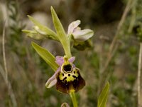 Ophrys holosericea ssp holosericea 40, Saxifraga-Willem van Kruijsbergen