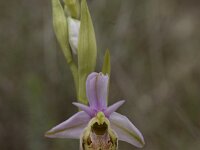 Ophrys holosericea ssp holosericea 41, Saxifraga-Willem van Kruijsbergen