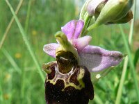 Ophrys holosericea ssp holubyana 48, Saxifraga-Jan Willem Jongepier