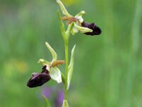 Ophrys incubacea var septentrionalis 18, Saxifraga-Hans Dekker