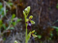 Ophrys insectifera 44, Vliegenorchis, Saxifraga-Ed Stikvoort