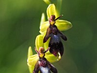 Ophrys insectifera 66, Vliegenorchis, Saxifraga-Hans Dekker