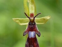 Ophrys insectifera 75, Vliegenorchis, Saxifraga-Sonja Bouwman  1057. Vliegenorchis - Ophrys insectifera - Orchidaceae familie (i) Gerendal