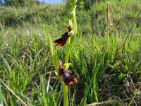 Ophrys insectifera 76, Vliegenorchis, Saxifraga-Hans Grotenhuis