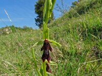 Ophrys insectifera 77, Vliegenorchis, Saxifraga-Hans Grotenhuis