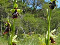 Ophrys insectifera 78, Vliegenorchis, Saxifraga-Hans Grotenhuis