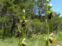 Ophrys insectifera 79, Vliegenorchis, Saxifraga-Hans Grotenhuis