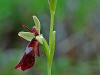 Ophrys insectifera 9, Vliegenorchis, Saxifraga-Willem van Kruijsbergen