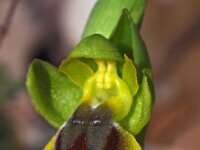 Ophrys lepida 7, Saxifraga-Hans Dekker