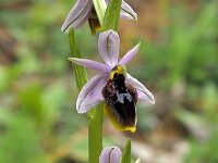 Ophrys lunulata 11, Saxifraga-Hans Dekker
