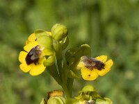 Ophrys lutea 32, Saxifraga-Willem van Kruijsbergen