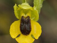 Ophrys lutea 40, Saxifraga-Willem van Kruijsbergen