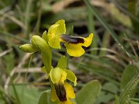 Ophrys lutea 42, Saxifraga-Willem van Kruijsbergen