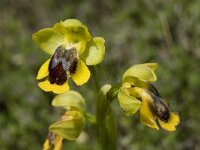 Ophrys lutea 48, Saxifraga-Willem van Kruijsbergen