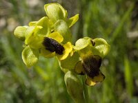 Ophrys lutea 49, Saxifraga-Willem van Kruijsbergen