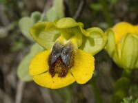 Ophrys lutea 50, Saxifraga-Willem van Kruijsbergen