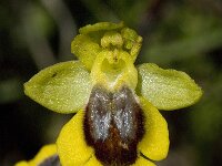 Ophrys lutea 51, Saxifraga-Willem van Kruijsbergen