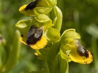 Ophrys lutea 53, Saxifraga-Willem van Kruijsbergen