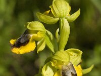 Ophrys lutea 54, Saxifraga-Willem van Kruijsbergen