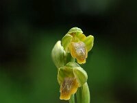 Ophrys lutea 6, Saxifraga-Willem van Kruijsbergen