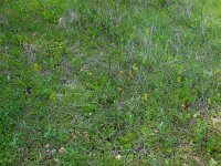 Ophrys lutea 67, Saxifraga-Ed Stikvoort