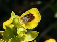 Ophrys lutea 8, Saxifraga-Dirk Hilbers