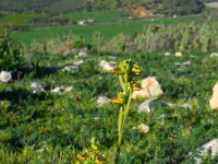 Ophrys lutea 80, Saxifraga-Ed Stikvoort