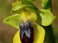 Ophrys lutea 9, Saxifraga-Hans Dekker