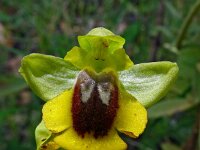 Ophrys lutea 90, Saxifraga-Hans Grotenhuis