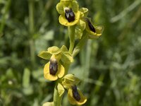 Ophrys lutea 94, Saxifraga-Willem van Kruijsbergen