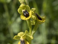 Ophrys lutea 95, Saxifraga-Willem van Kruijsbergen