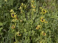Ophrys lutea 96, Saxifraga-Willem van Kruijsbergen