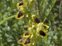 Ophrys lutea 97, Saxifraga-Willem van Kruijsbergen