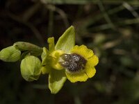 Ophrys lutea ssp lutea 24, Saxifraga-Jan van der Straaten