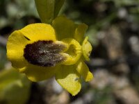Ophrys lutea ssp lutea 33, Saxifraga-Willem van Kruijsbergen